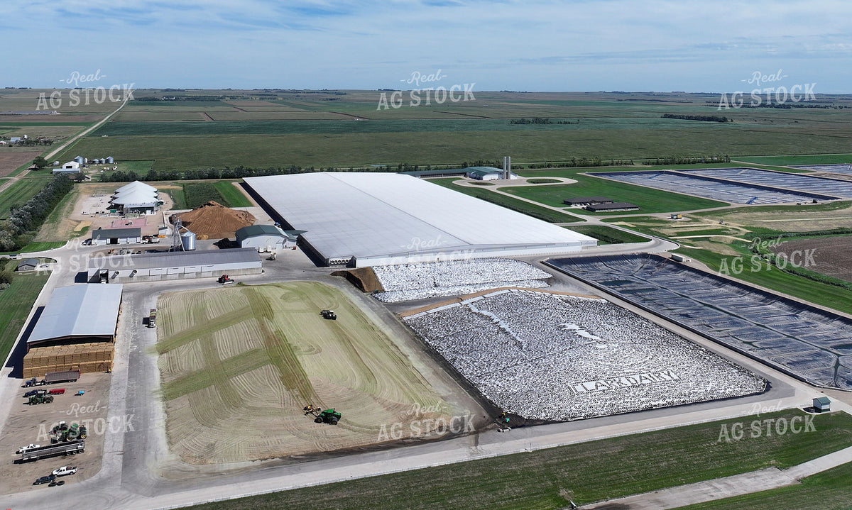 Silage Piles at Dairy Farm 141785