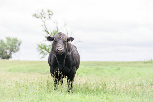 Black Angus Cow in Pasture 131020