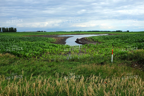Ponding in Cornfield 154084