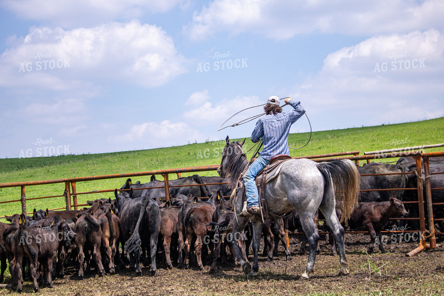 Rancher Roping Cattle 214205