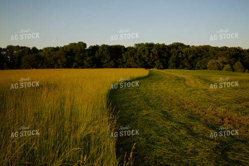 Cutting Hay 4962