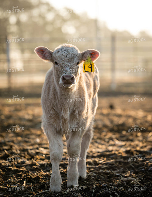 Charolais Calf 219024