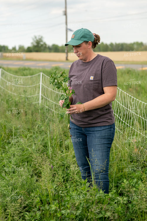 Farmer Checking Cover Crops 76616
