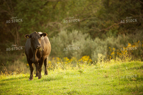 Cattle 2415