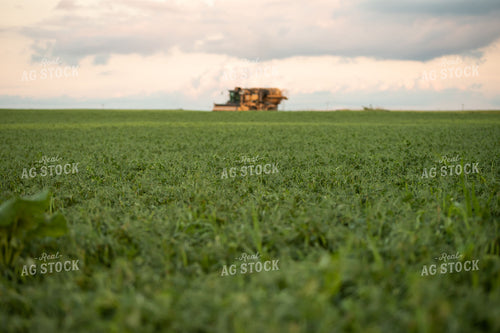 Harvesting Peas 76160