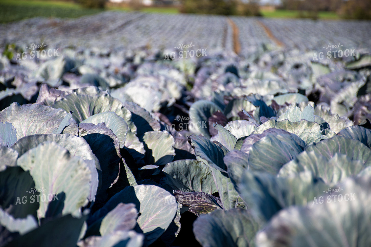 Cabbage Field 50173