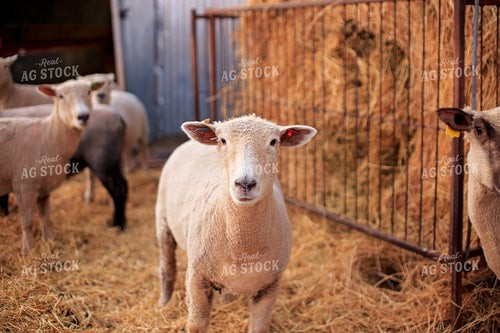 Sheep in Barn 93180