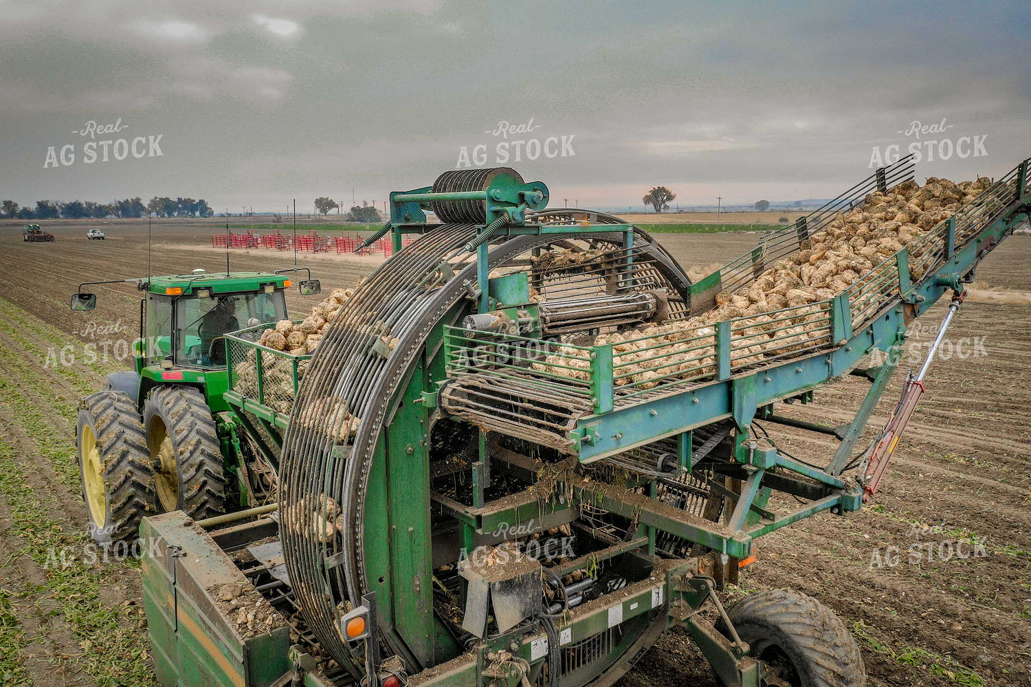 Sugar Beet Harvest 56503