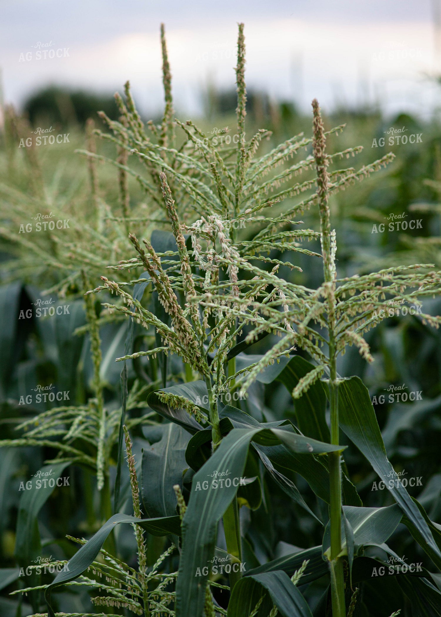 Corn Tassles 132013