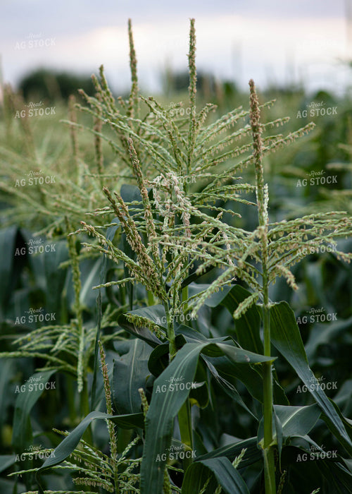Corn Tassles 132013