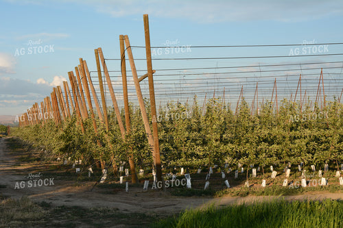 Apple Orchard on Trellis 198009