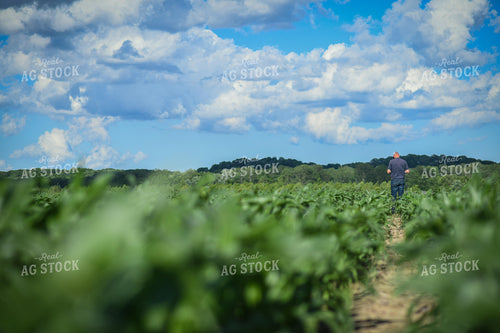 Tissue Sampling Corn 191139