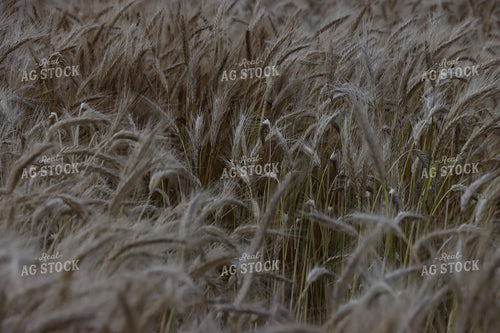Dried Wheat Field 257007