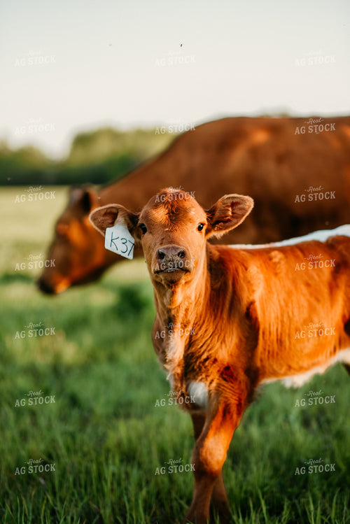 Calf in Pasture 64250
