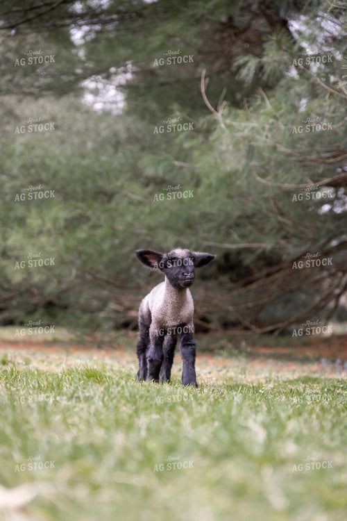 Lamb in Pasture 52475