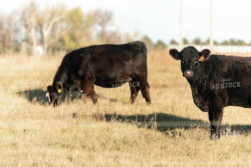 Cattle on Pasture 185047