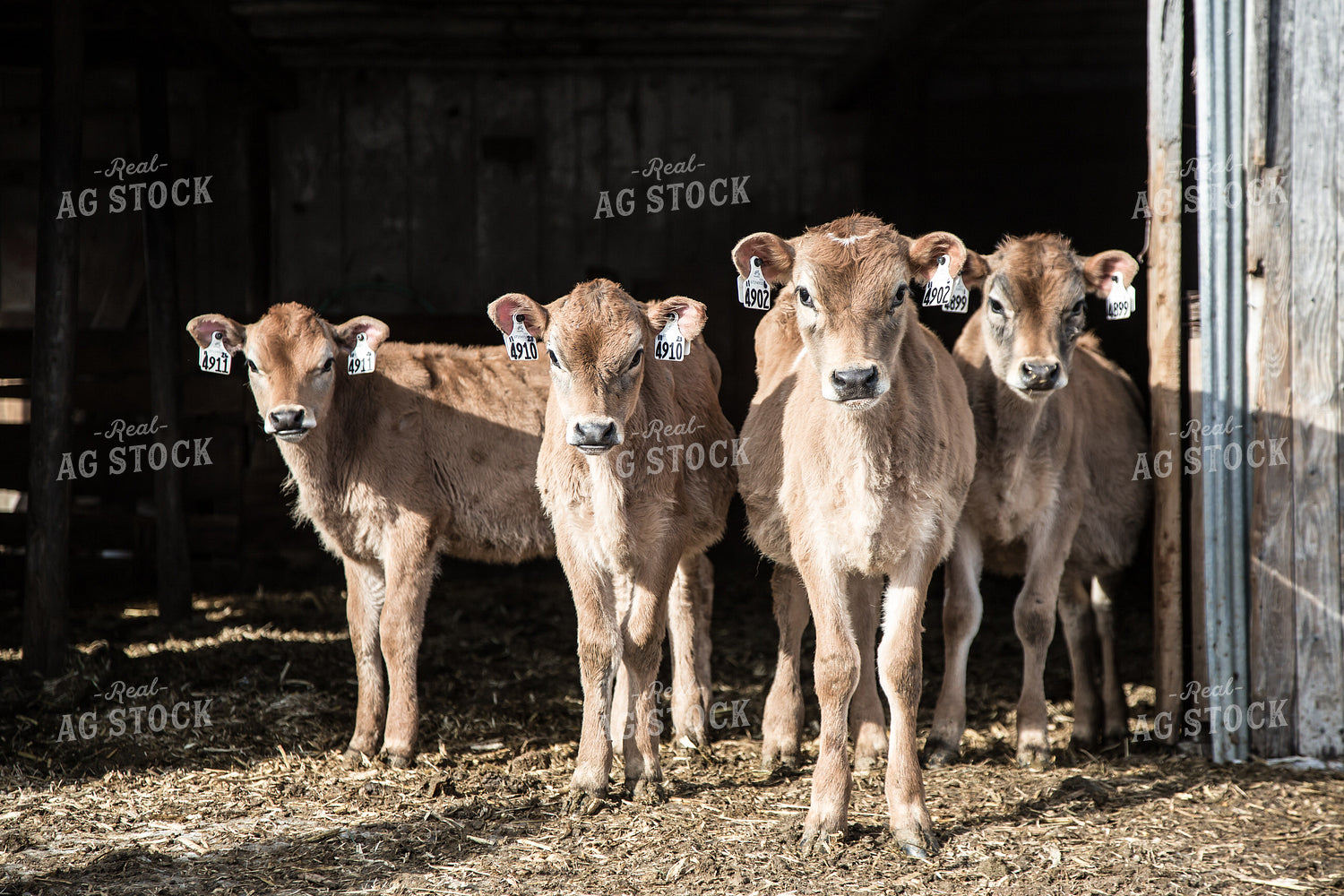 Brown Swiss Calves 250142
