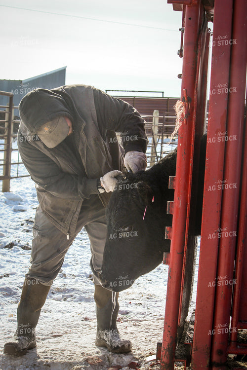 Farmer Tagging Cattle 155018