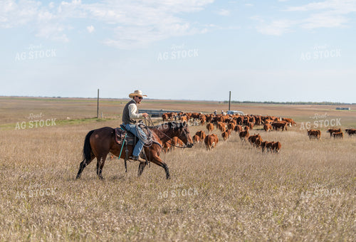 Herding Cattle 212018