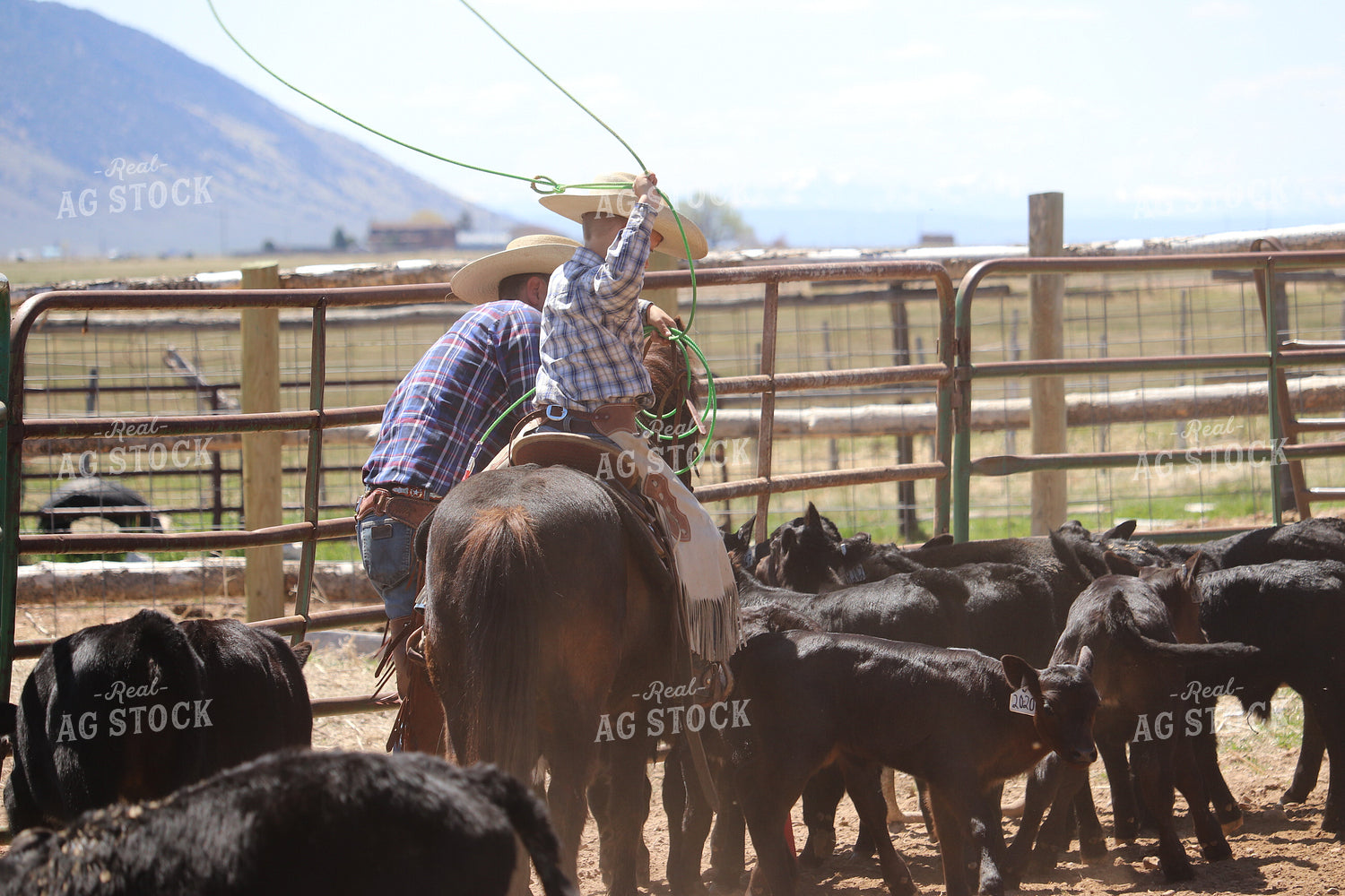 Working Cattle 102132