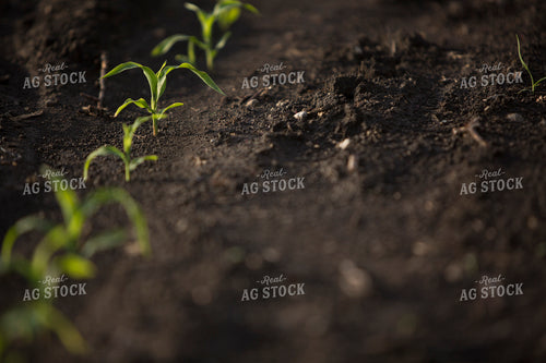 Corn - Early Growth 1047