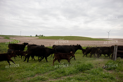 Angus Cattle in Pen 67098