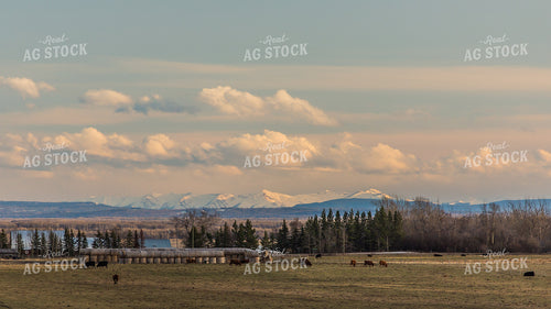 Cattle Graze in Scenic Open Pasture with Snow Covered Mountains in Background 138012