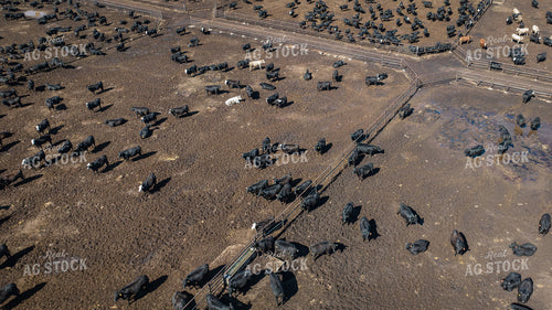 Cattle Feedlot Drone 56441
