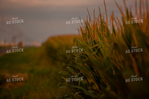 Corn - Mid-Season 2286