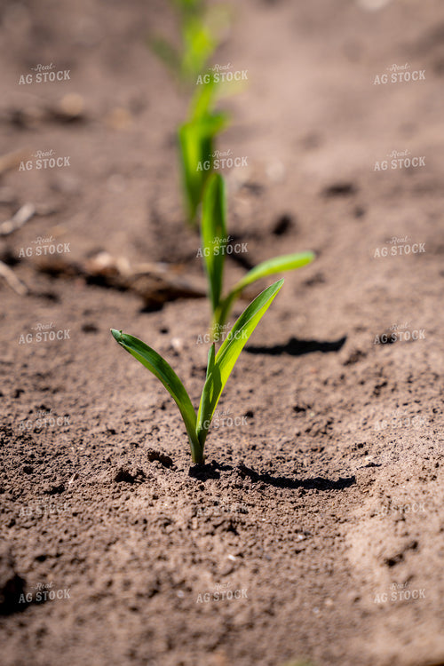 Close-Up View of Young Corn Seedlings in Freshly Plowed Soil 65313