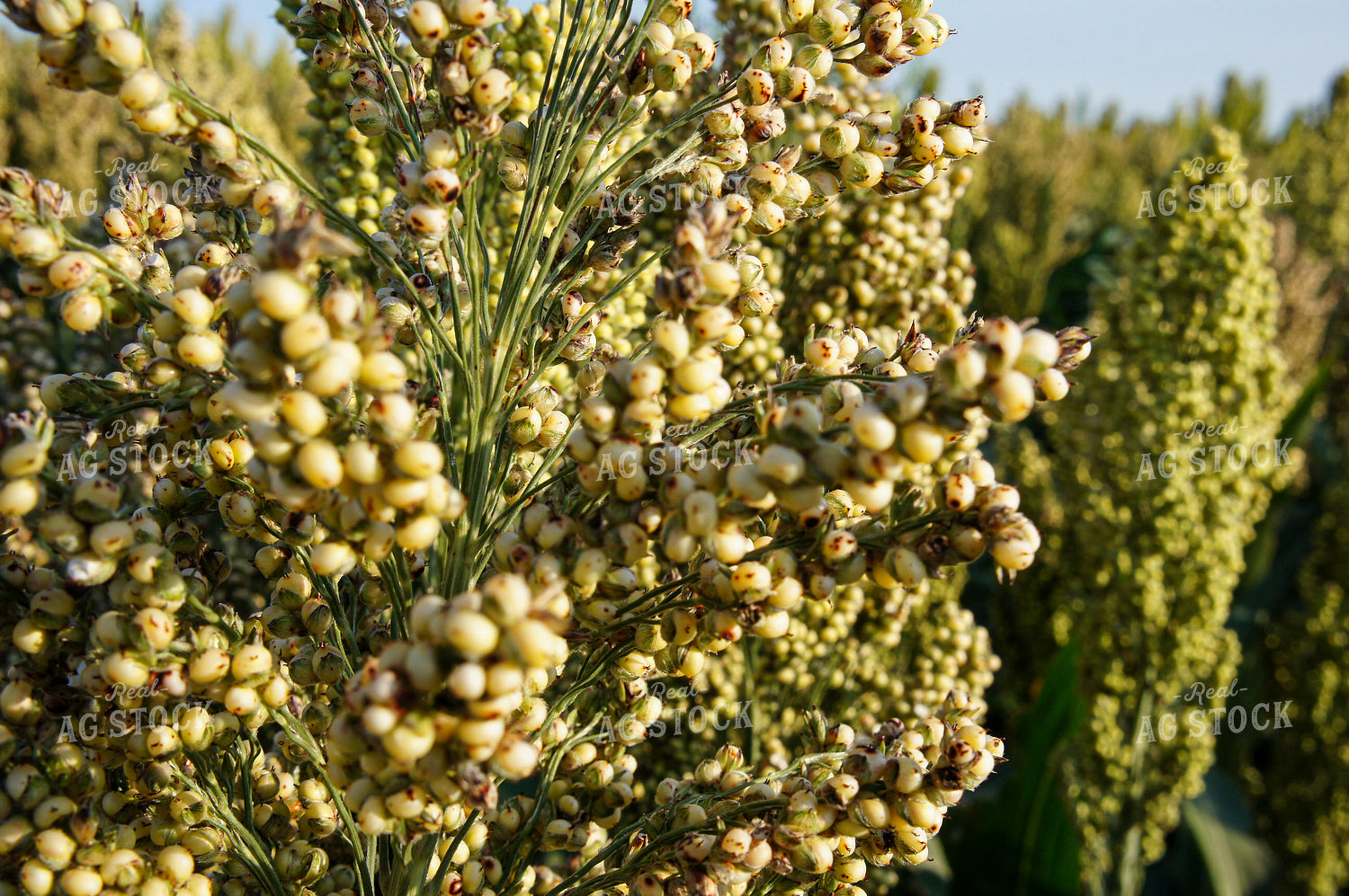 Sorghum 156008