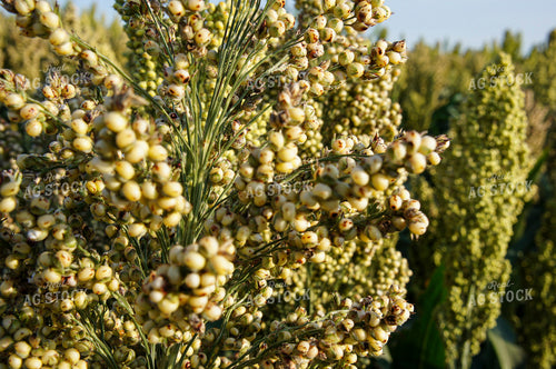 Sorghum 156008