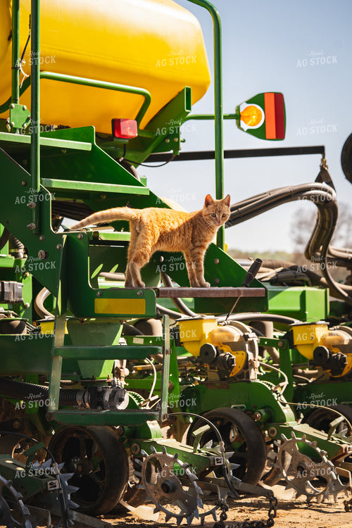 Cat on Planter 128011