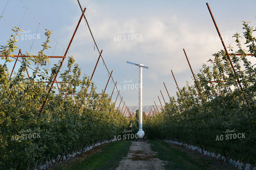 Apple Orchard on Trellis 198011