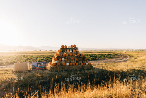 Fall Pumpkins 178039