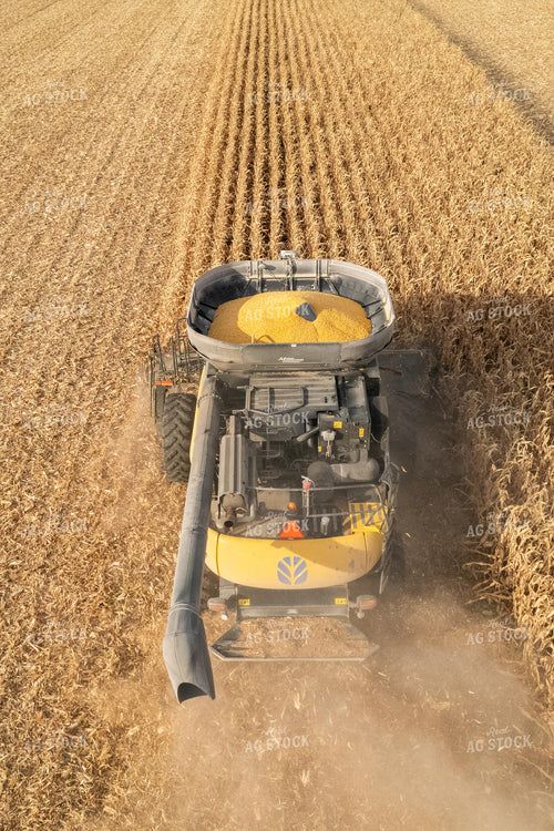 Corn Harvest 255006