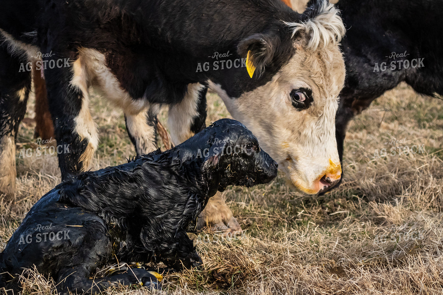 Cow Calf Pair 138162