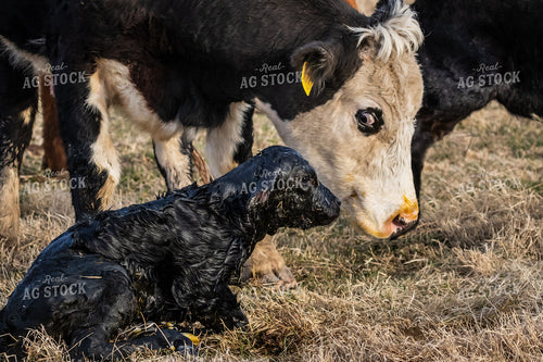 Cow Calf Pair 138162