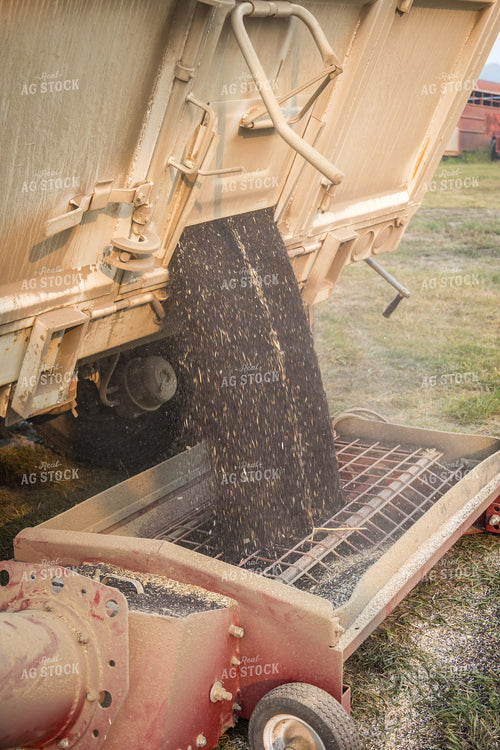 Canola Harvest 138098