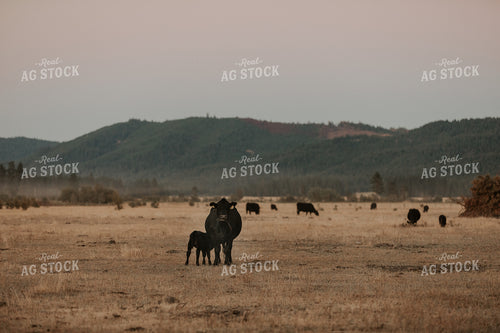 Cow and Calf Nursing 66012