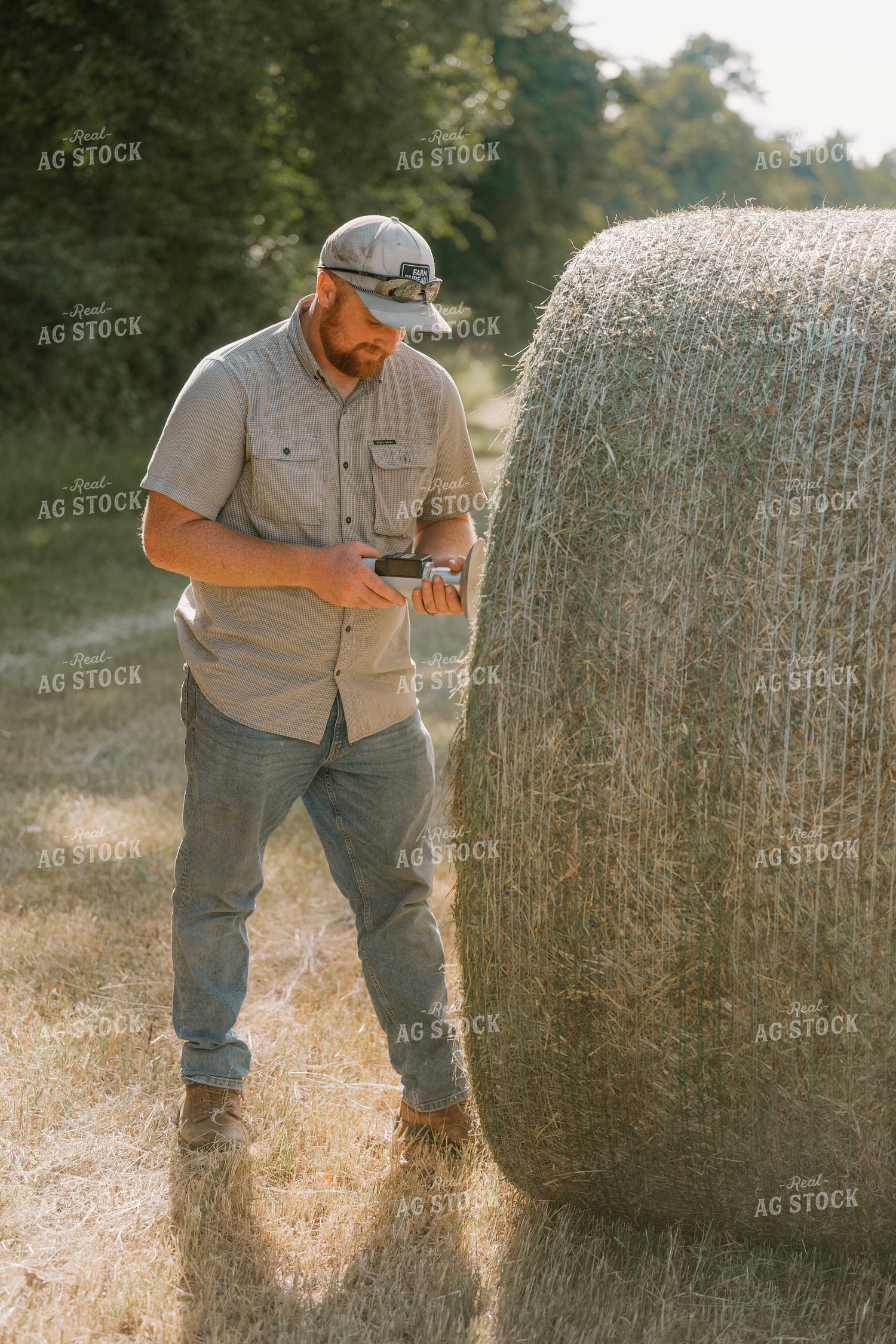 Farmer Checking Hay Moisture 125395