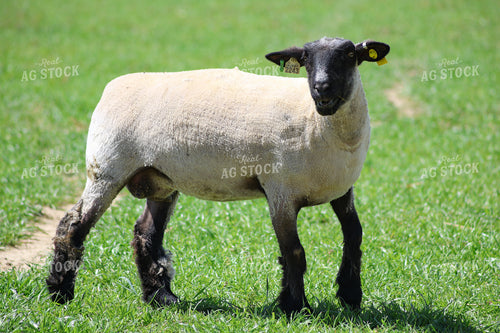 Sheep 84222
