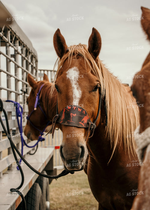 Horses Near Trailer 98015