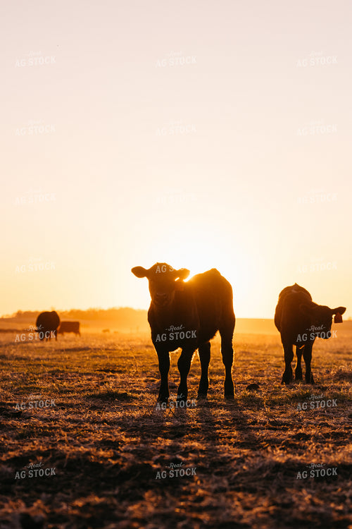 Calves at Sunset 68326