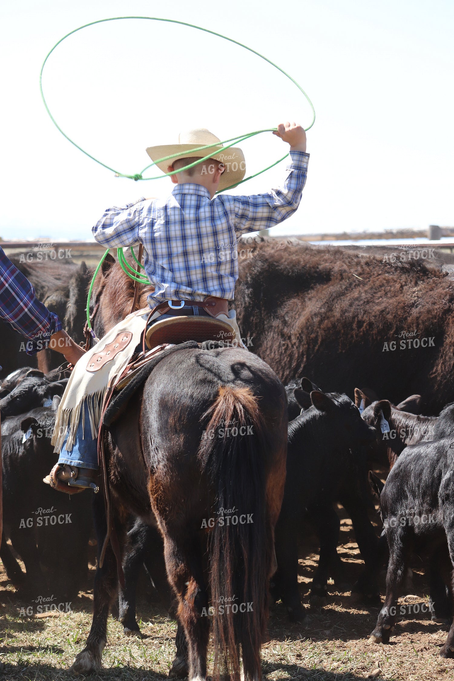 Working Cattle 102127