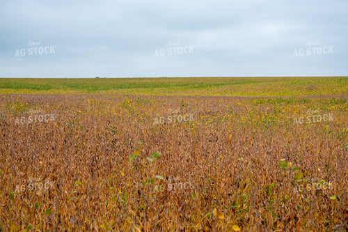 Replanted Soybean Field Maturing at Different Rates 25486