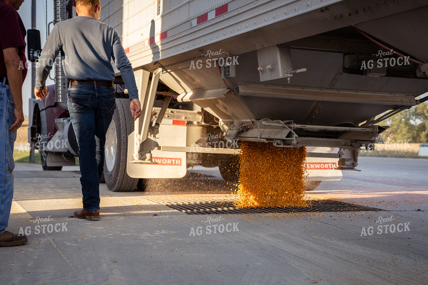 Dumping Corn into Grain Pit 268072