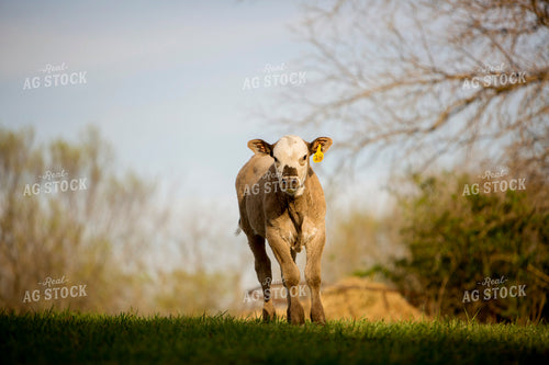 Calf - Charolais and Angus Cross 3