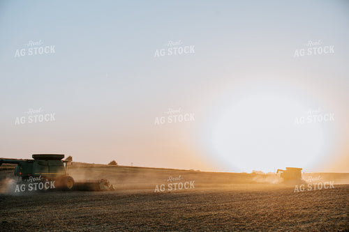 Soybean Harvest 77285