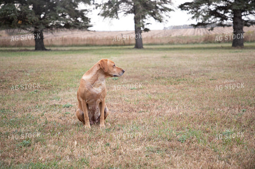 Farm Dog 117134